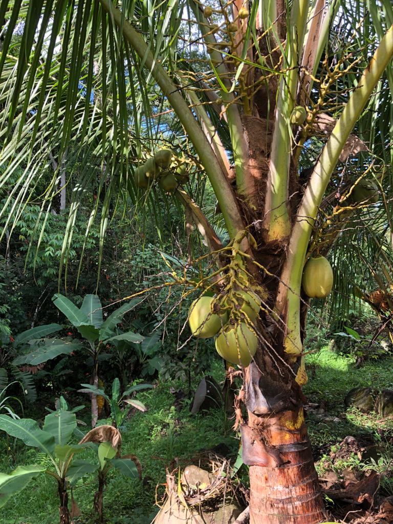 The Regenerative Practitioner Series with In-Person Intensive in Costa Rica, Winter-Spring 2024/2025 - Image 5